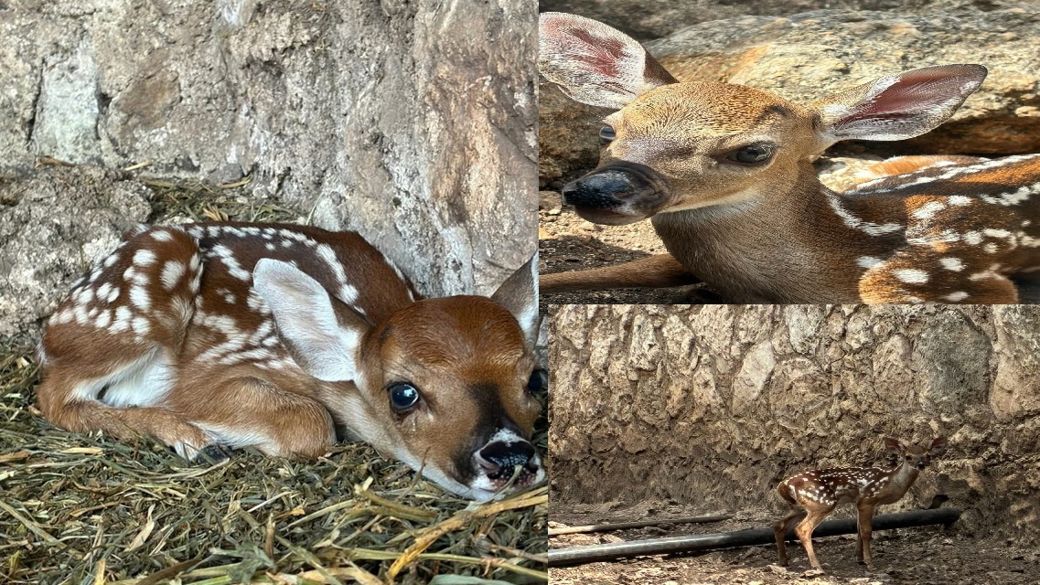 Nacen cinco venaditos cola blanca en el zoológico “La Reina” en Tizimín