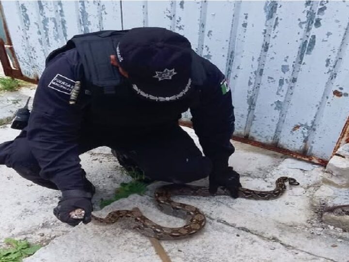 Policía municipal rescata una vibora Och Kaan en calles de Progreso