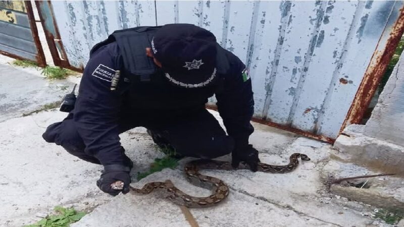 Policía municipal rescata una vibora Och Kaan en calles de Progreso