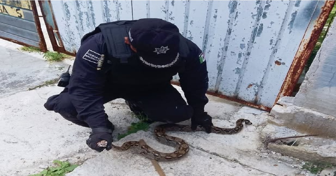 Policía municipal rescata una vibora Och Kaan en calles de Progreso