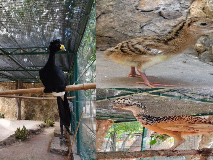 Brota en el zoológico de Tizimín un huevo de hocofaisán: Ave en peligro de extinción