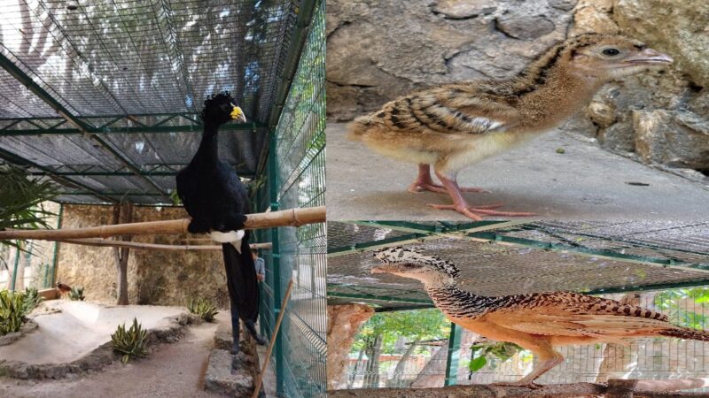Brota en el zoológico de Tizimín un huevo de hocofaisán: Ave en peligro de extinción