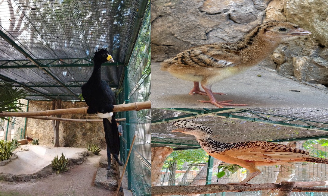 Brota en el zoológico de Tizimín un huevo de hocofaisán: Ave en peligro de extinción