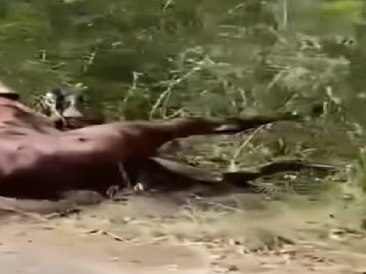 Tiran en la carretera el cadáver de un caballo destripado en un torneo de lazo en Euan  