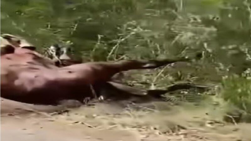 Tiran en la carretera el cadáver de un caballo destripado en un torneo de lazo en Euan  