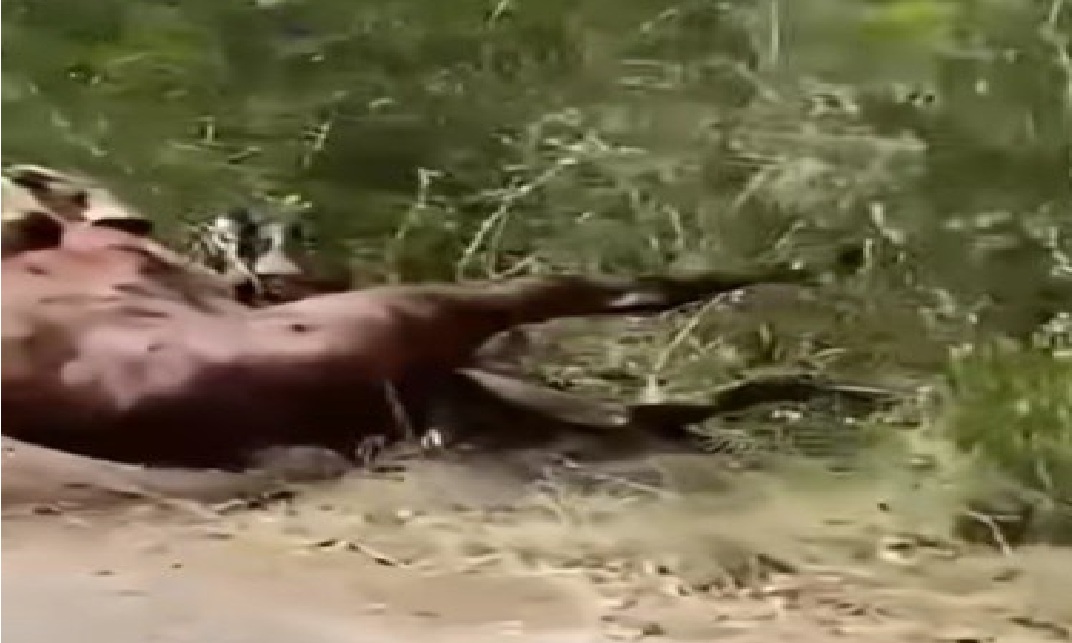 Tiran en la carretera el cadáver de un caballo destripado en un torneo de lazo en Euan  