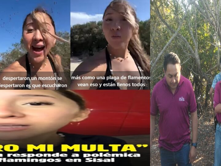 Profepa investiga en Sisal daño a flamencos, influencer yucateca dice que espera su multa