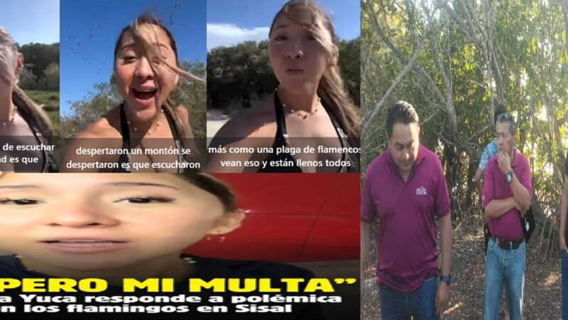 Profepa investiga en Sisal daño a flamencos, influencer yucateca dice que espera su multa