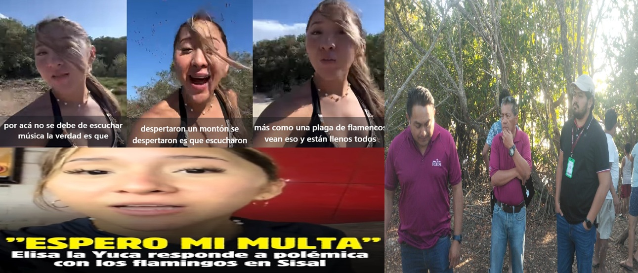 Profepa investiga en Sisal daño a flamencos, influencer yucateca dice que espera su multa