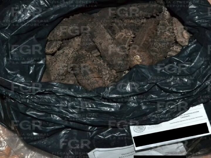 Detienen a Manuel uno de los principales compradores de pepino de mar en Dzilam de Bravo