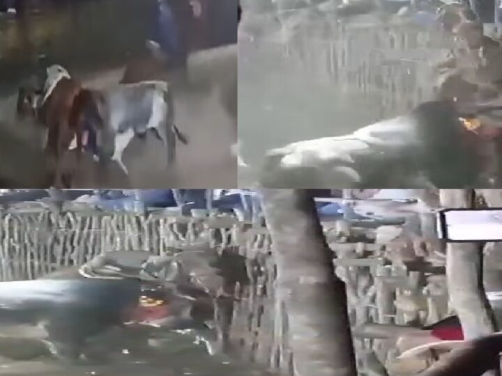 Un menor casi lo destripa un toro en un torneo de lazo en Oxholón: Se debate entre la vida y la muerte
