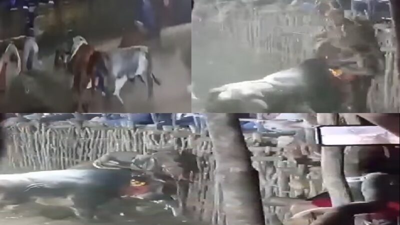 Un menor casi lo destripa un toro en un torneo de lazo en Oxholón: Se debate entre la vida y la muerte