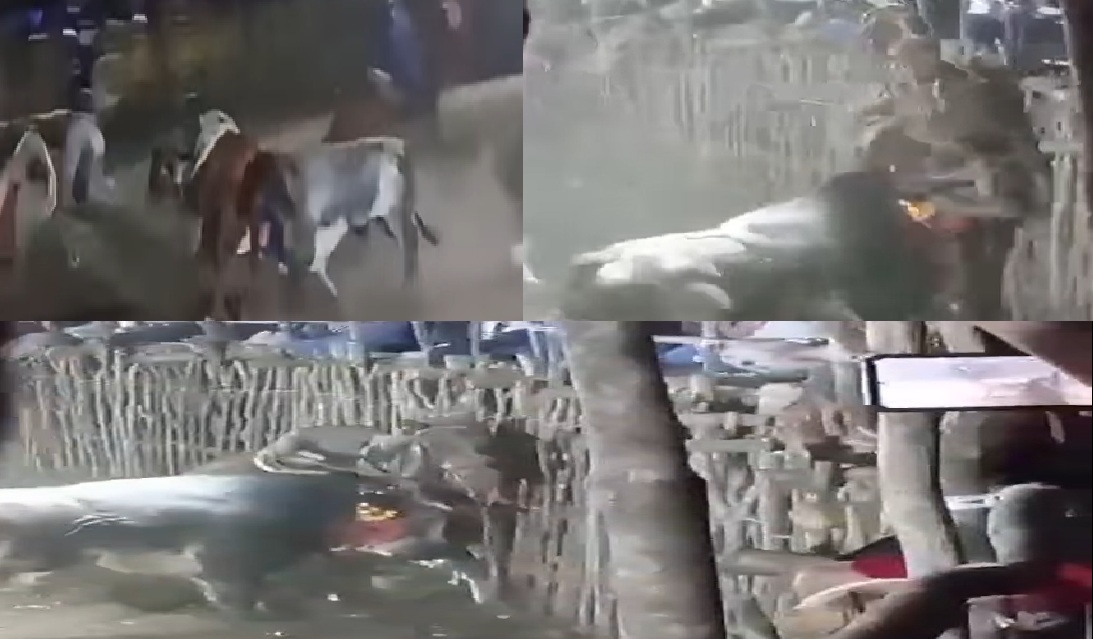 Un menor casi lo destripa un toro en un torneo de lazo en Oxholón: Se debate entre la vida y la muerte