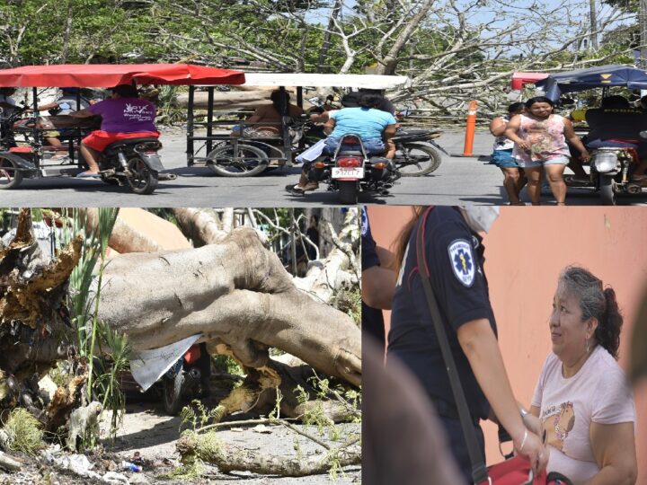 Dos personas se salvaron de morir aplastados por un enorme árbol en Seye