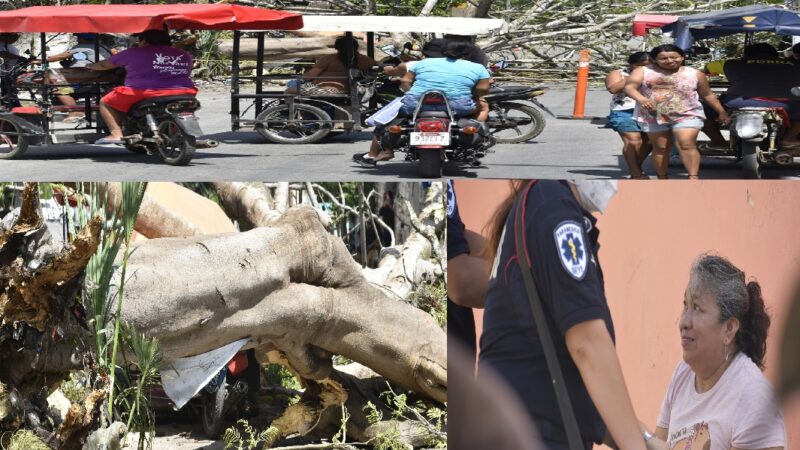 Dos personas se salvaron de morir aplastados por un enorme árbol en Seye