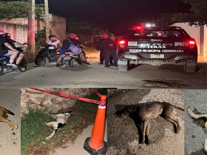 Matanza masiva de perros en Tekax, Los envenenaron y la autoridad no tiene sospecho