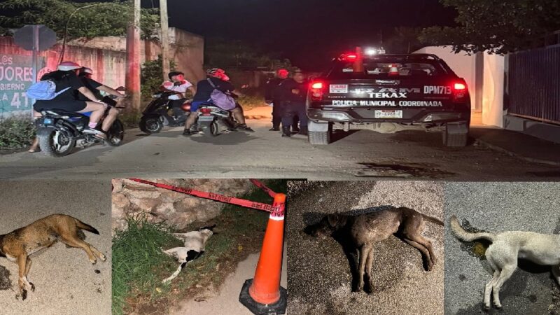 Matanza masiva de perros en Tekax, Los envenenaron y la autoridad no tiene sospecho