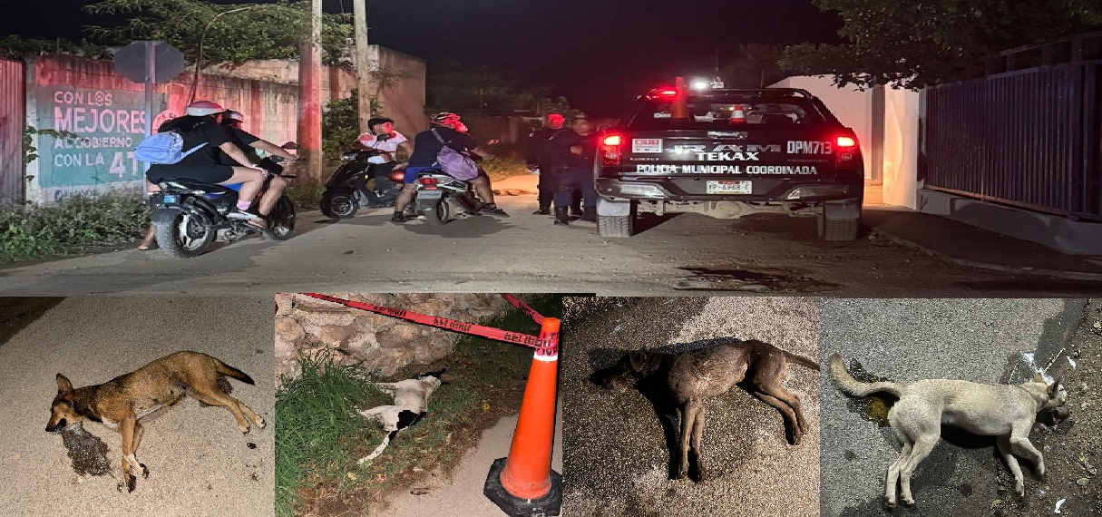 Matanza masiva de perros en Tekax, Los envenenaron y la autoridad no tiene sospecho