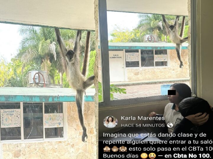 Un monito va escuchar clases en la escuela CBTA 100 de Dzidzantún
