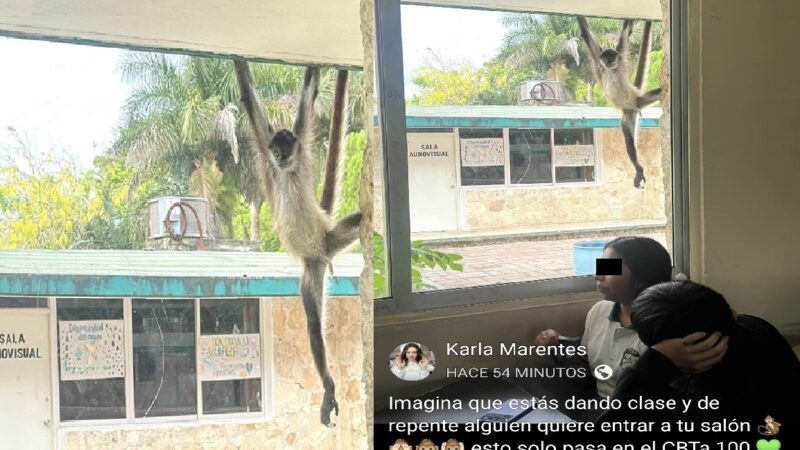 Un monito va escuchar clases en la escuela CBTA 100 de Dzidzantún