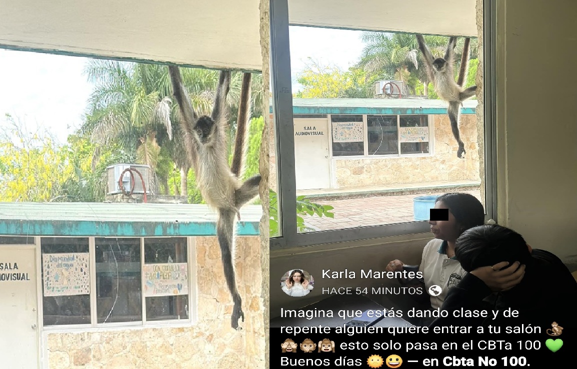 Un monito va escuchar clases en la escuela CBTA 100 de Dzidzantún