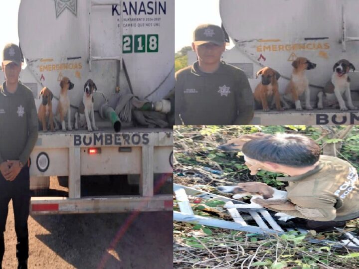Rescatan en Kanasín a tres cachorros que cayeron a una fosa-sumidero