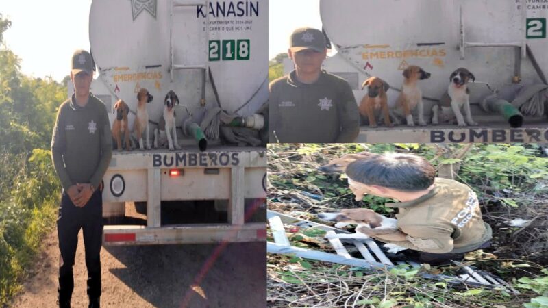 Rescatan en Kanasín a tres cachorros que cayeron a una fosa-sumidero