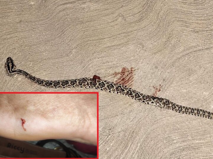 Una mujer la muerde una serpiente de cascabel en Oncán comisaria de Mérida