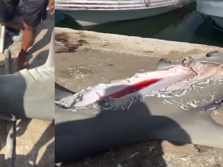 Un enorme tiburón martillo casi lo devora otro más grande en palayas de Celestún