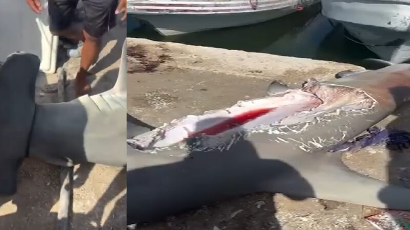 Un enorme tiburón martillo casi lo devora otro más grande en palayas de Celestún