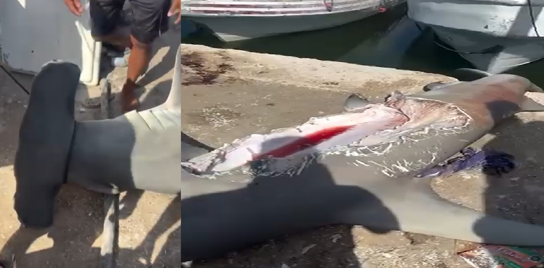 Un enorme tiburón martillo casi lo devora otro más grande en palayas de Celestún