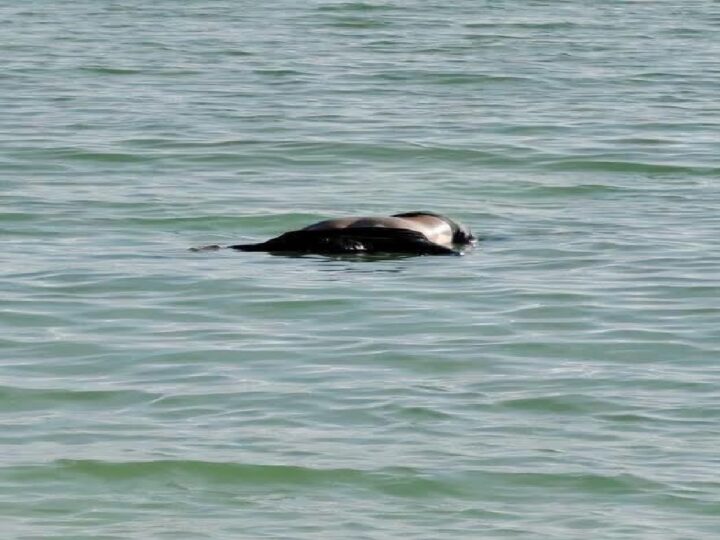 Hallan el cadáver de un hombre de Dzidzantún flotando en el mar entre Telchac Puerto y Progreso