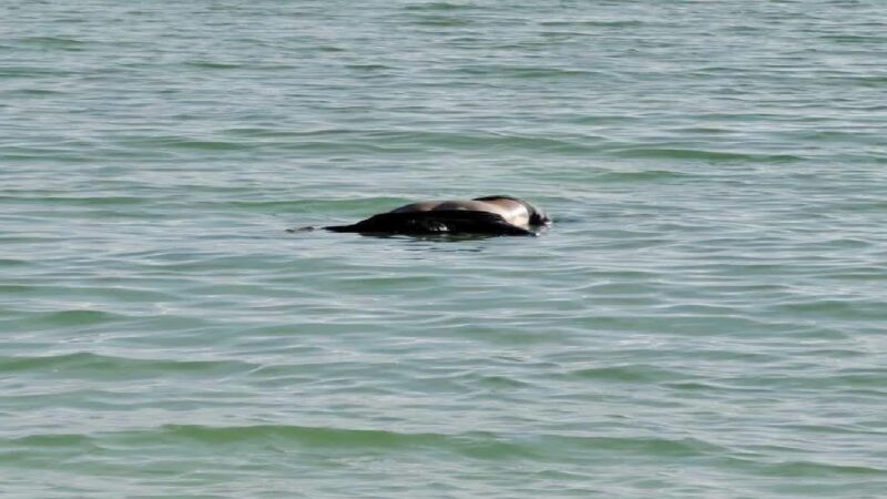 Hallan el cadáver de un hombre de Dzidzantún flotando en el mar entre Telchac Puerto y Progreso