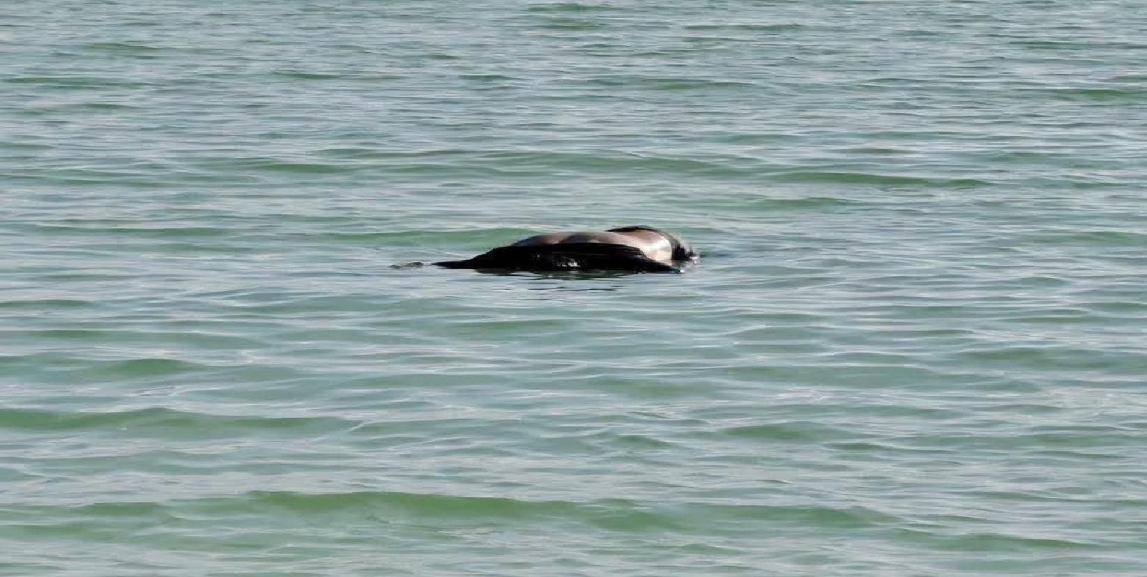 Hallan el cadáver de un hombre de Dzidzantún flotando en el mar entre Telchac Puerto y Progreso