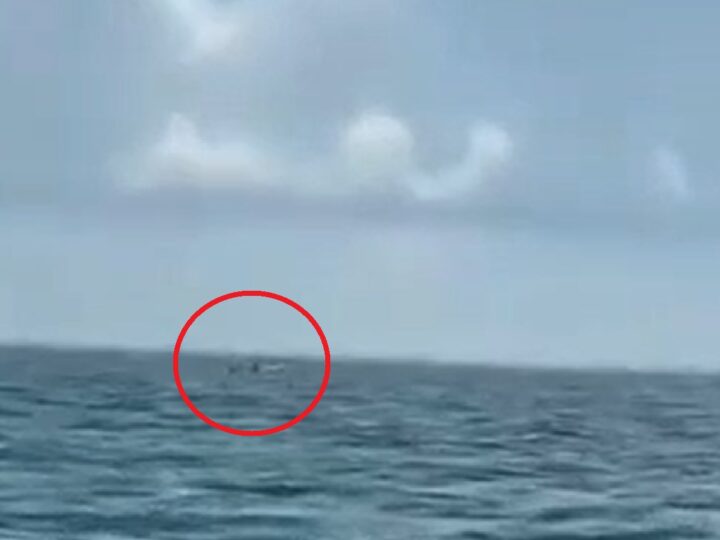 Pescadores denuncian buceo ilegal de pulpo frente Progreso: Usan cloro y ganchos  
