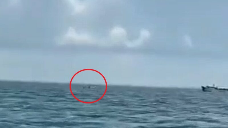 Pescadores denuncian buceo ilegal de pulpo frente Progreso: Usan cloro y ganchos  