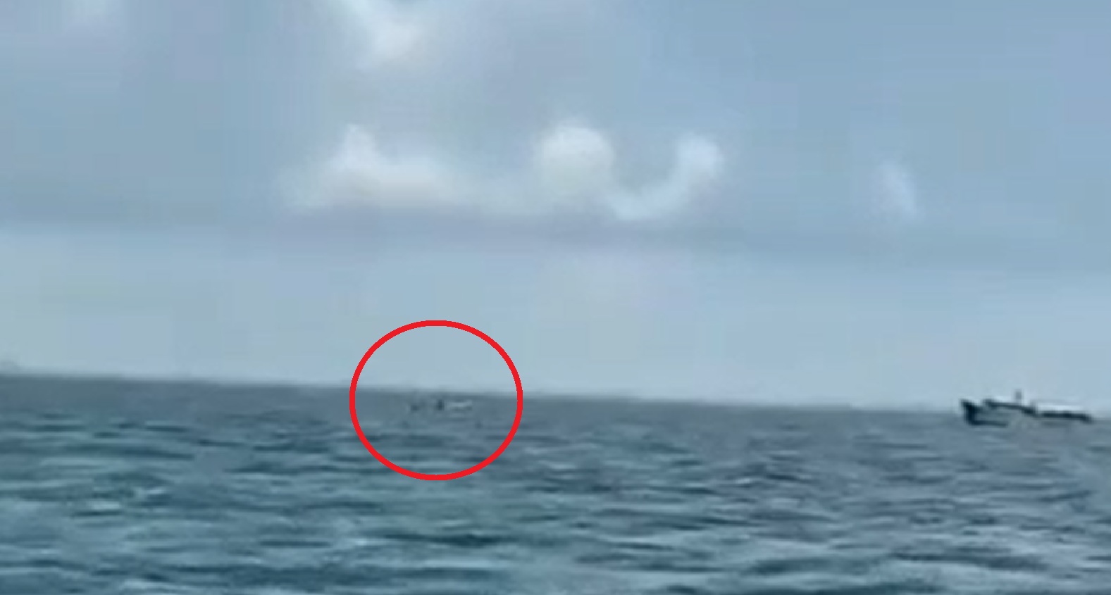 Pescadores denuncian buceo ilegal de pulpo frente Progreso: Usan cloro y ganchos  