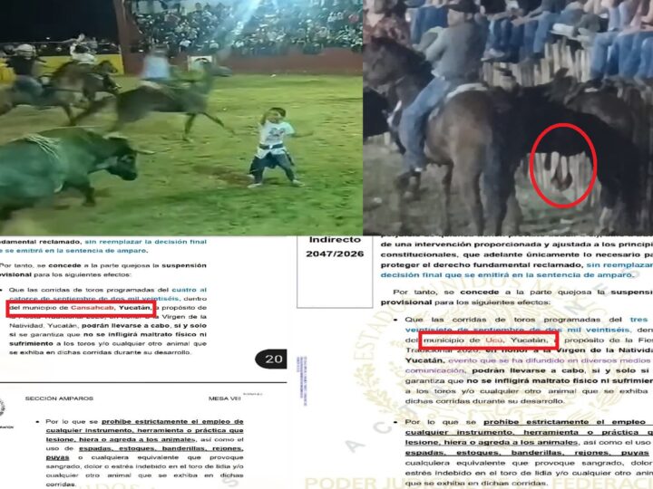Juez federal ordena la suspensión provisional de torneos de lazo en Cansahcab Ucú y Sotuta