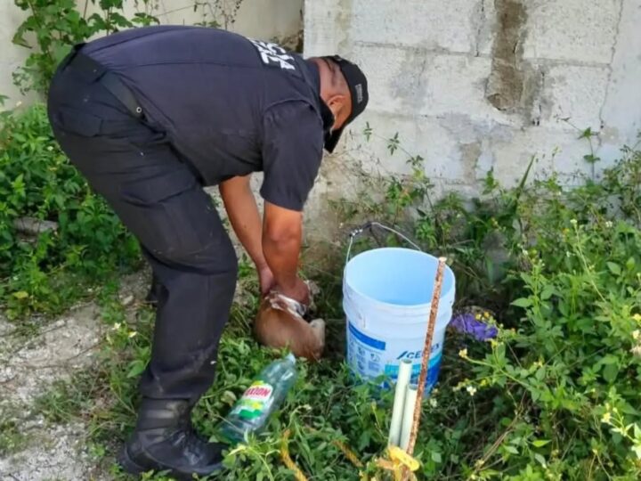 Policías rescatan un cachorro de la muerte: Estaba dentro de un sumidero en Dzityá