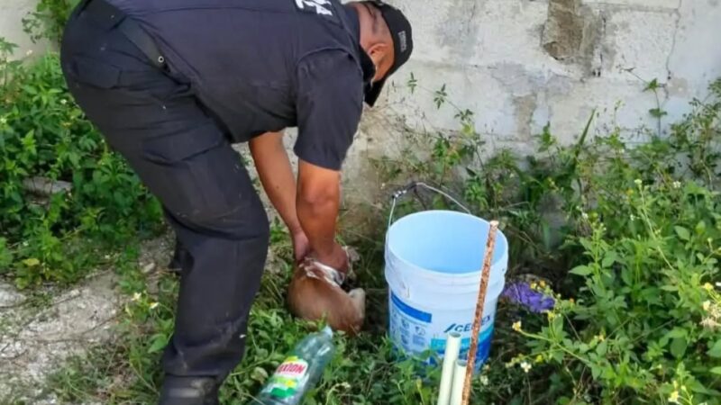 Policías rescatan un cachorro de la muerte: Estaba dentro de un sumidero en Dzityá