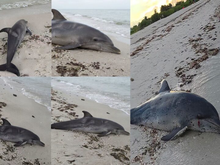 Un turista halló el cadáver de un delfín en playas de Progreso