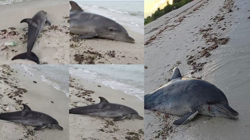 Un turista halló el cadáver de un delfín en playas de Progreso