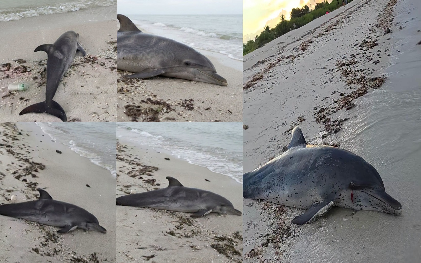 Un turista halló el cadáver de un delfín en playas de Progreso