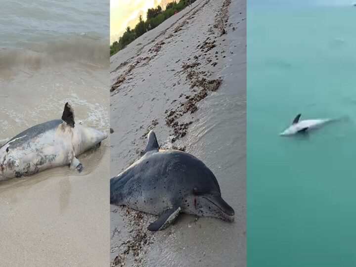 Algo está matando a delfines frente Progreso: Ya van tres en una semana
