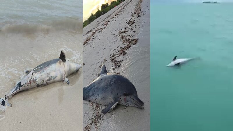 Algo está matando a delfines frente Progreso: Ya van tres en una semana