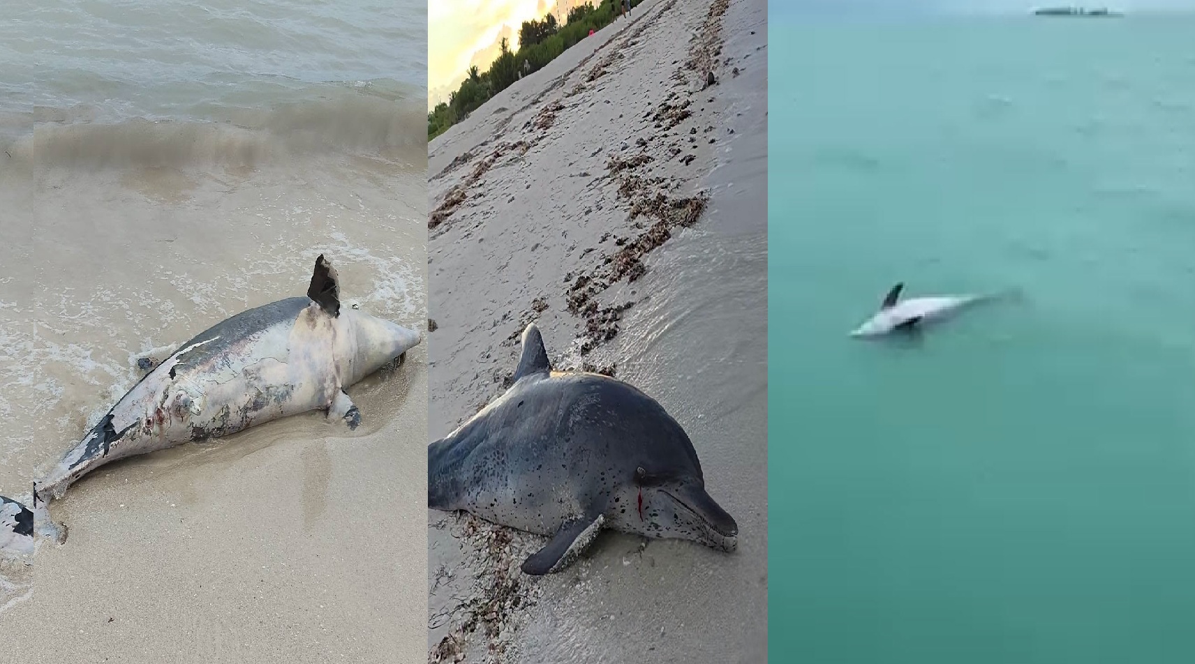 Algo está matando a delfines frente Progreso: Ya van tres en una semana